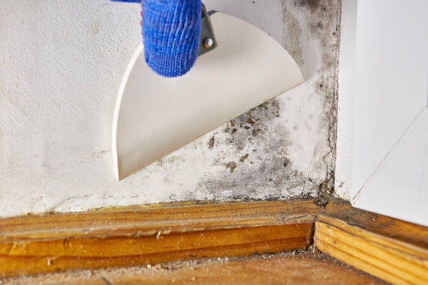 Best Post-Construction Mold Inspection  in Gurnee, IL